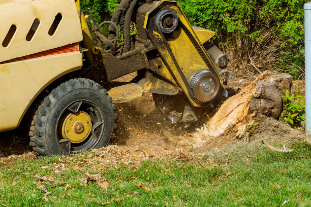 Grass Overseeding